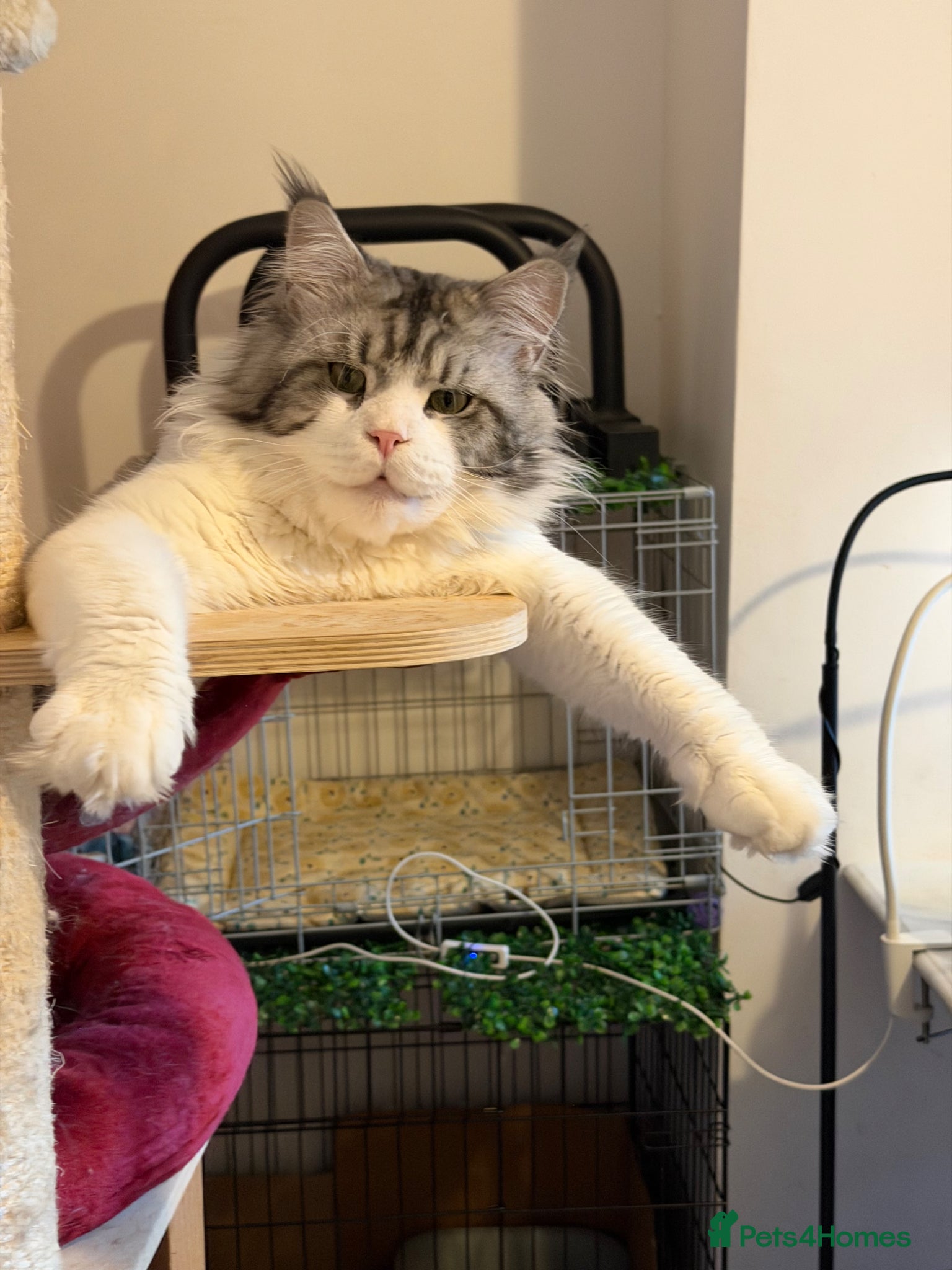 Maine Coon cats for sale: Maincoon X Radoll - Advert 6