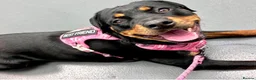 Rottweiler dogs for sale: Beautiful  Rottweiler looking forever loving home  - Advert 8