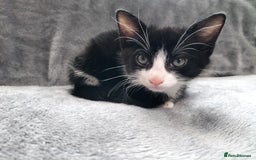 Mixed Breed cats for sale: 3 beautiful tux and black kittens for sale  - Image 3
