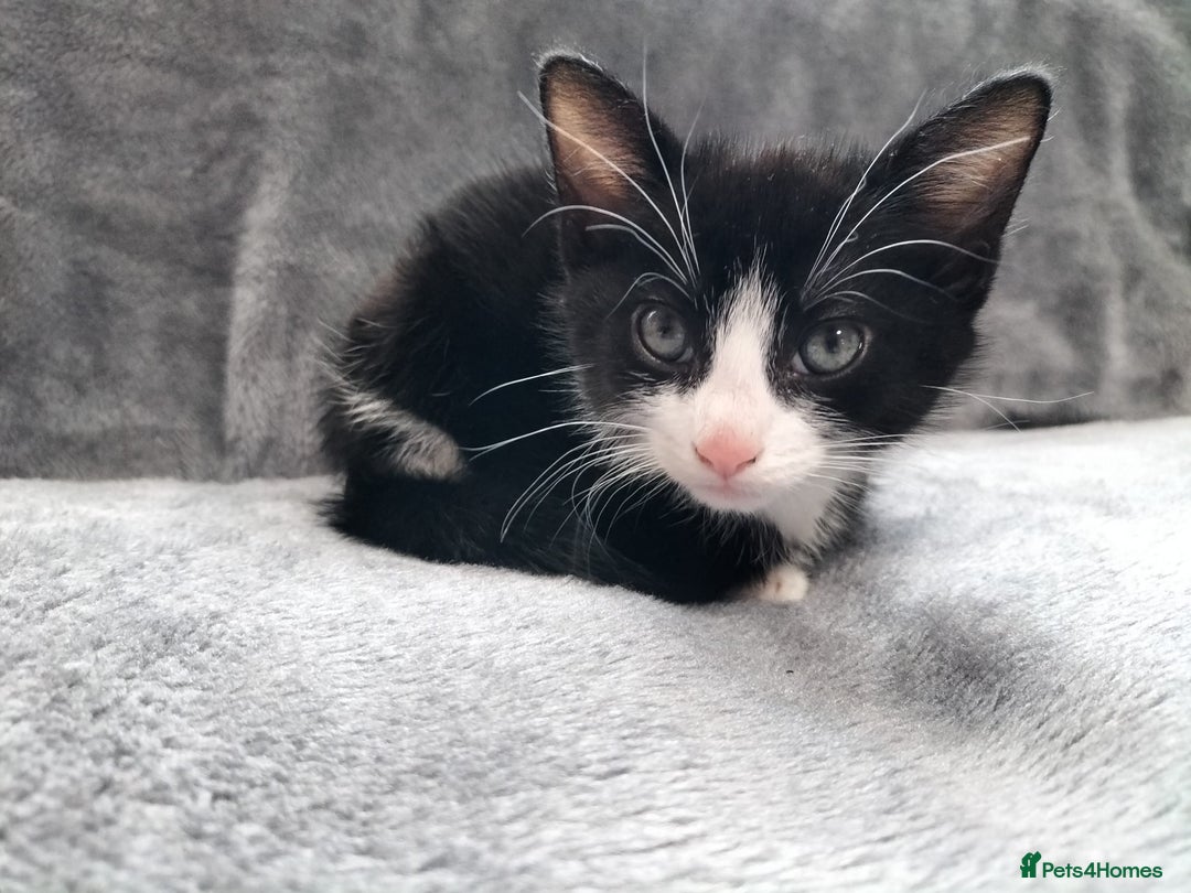 Mixed Breed cats for sale: 3 beautiful tux and black kittens for sale  - Image 3