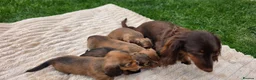 Miniature Dachshund dogs for sale: Miniature longhaired dachshund shaded cream girls in Cambridge - Advert 7