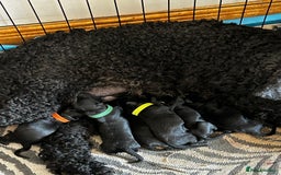 Kerry Blue Terrier dogs for sale: KC registered Kerry blue puppies - Image 6