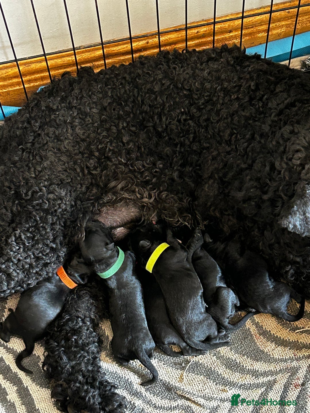 Kerry Blue Terrier dogs for sale: KC registered Kerry blue puppies - Image 6