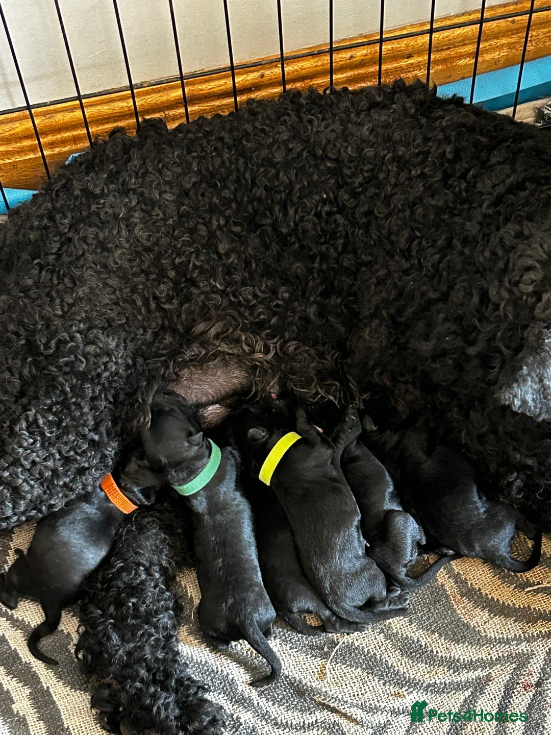 Kerry Blue Terrier dogs for sale: KC registered Kerry blue puppies - Advert 9