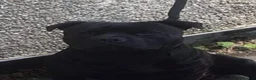 Staffordshire Bull Terrier dogs for stud: PROVEN Staffordshire bull terrier stud  - Advert 8