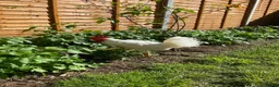Chickens poultry for sale: 2 White Leghorn Cockerels For Sale - Advert 4