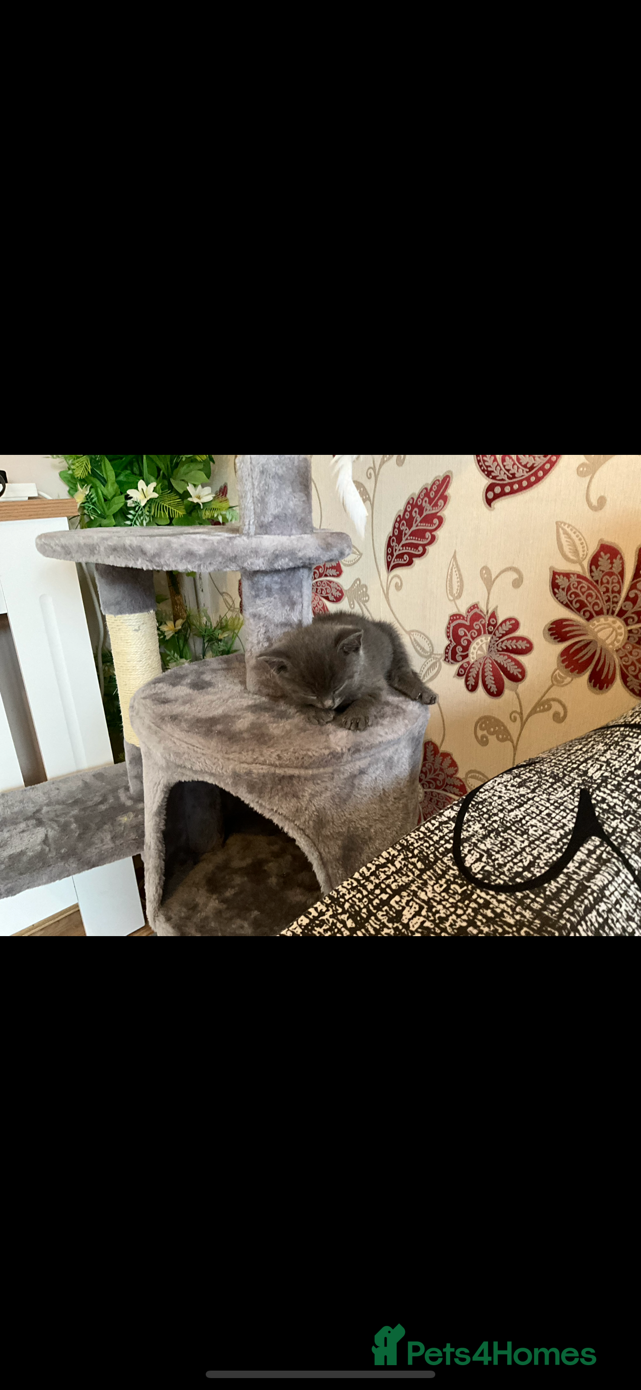 British Shorthair cats Male British shorthair  - Advert 7