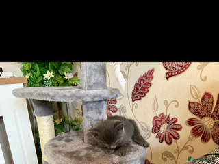 British Shorthair cats Male British shorthair - Advert 1