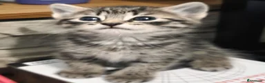 Kitten 5