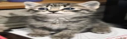 Mixed Breed cats for sale: Mixed tabby x 5 - Advert 11