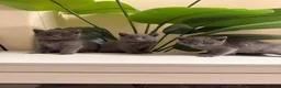 British Shorthair cats for sale: Beautiful British short hair kittens  - Advert 5