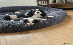 Cavalier King Charles Spaniel dogs for sale: Amazing King Charles Cavalier KC Reg Puppies - Image 1