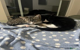 Mixed Breed cats for sale: 4 x Beautiful Adorable Kittens *Ready Now* - Image 19