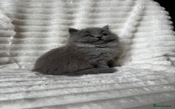 British Shorthair cats for sale: OUTSTANDING GCCF + HEALTH TESTED BSH + BLH KITTENS - Image 18