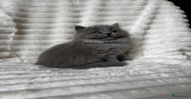 British Shorthair cats - Advert 7
