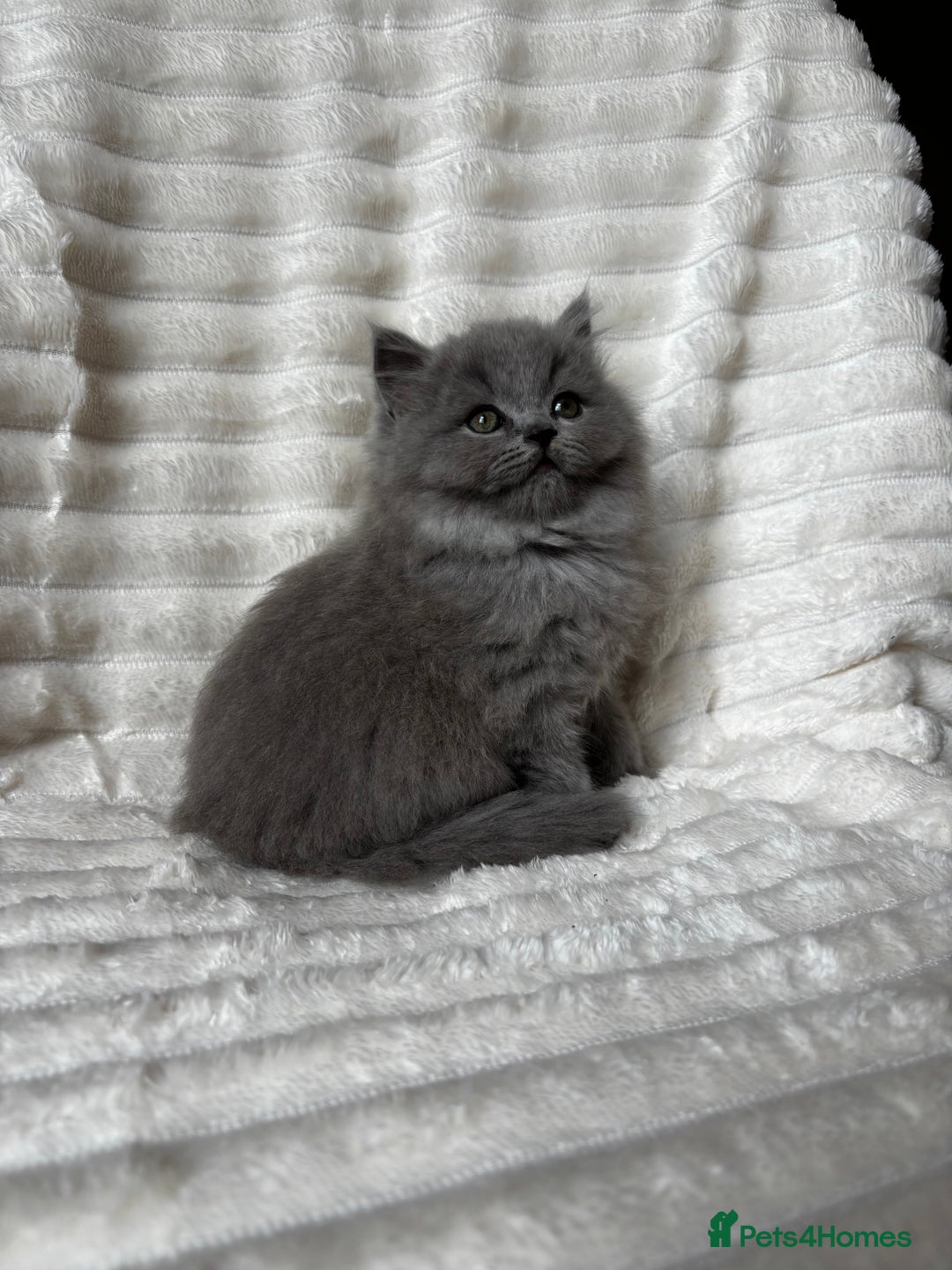 British Shorthair cats for sale: OUTSTANDING GCCF + HEALTH TESTED BSH + BLH KITTENS - Image 18