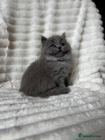 British Shorthair cats - Advert 7