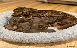 Dachshund dogs for sale: 4 long haired miniature dachshunds. - Image 11