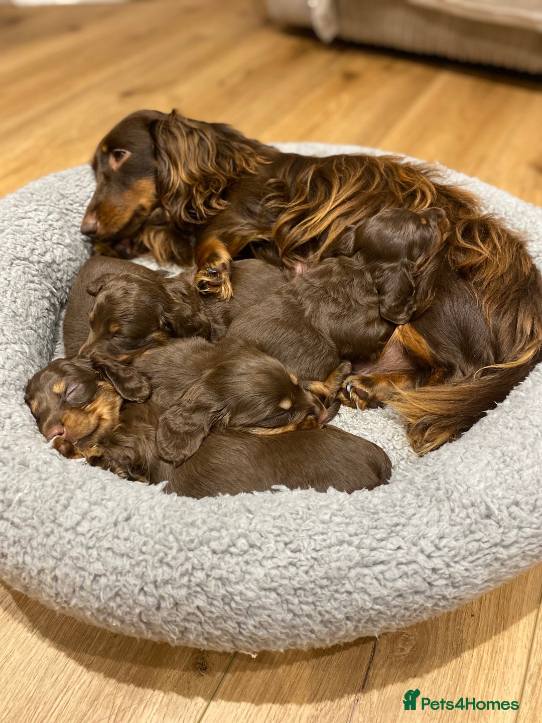 Dachshund dogs for sale: 4 long haired miniature dachshunds. - Image 11