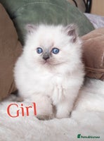 Ragdoll cats GCCF REGISTER KITTENS - Advert 5