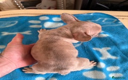 French Bulldog dogs for sale: French Bulldog Puppies 3 Male 4 Female  - Image 19