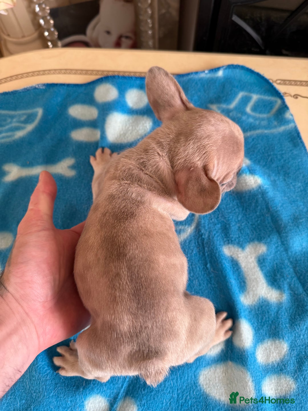 French Bulldog dogs for sale: French Bulldog Puppies 3 Male 4 Female  - Image 19