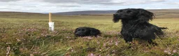 Cocker Spaniel dogs for sale: Black Working Cocker Spaniel Pups - Advert 3