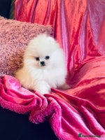 Pomeranian dogs - Advert 13