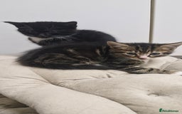 Mixed Breed cats for sale: Kittens ready for new homes - Image 4