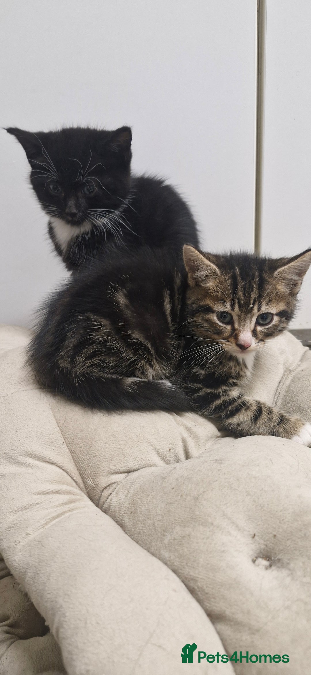 Mixed Breed cats for sale: Kittens ready for new homes - Image 4