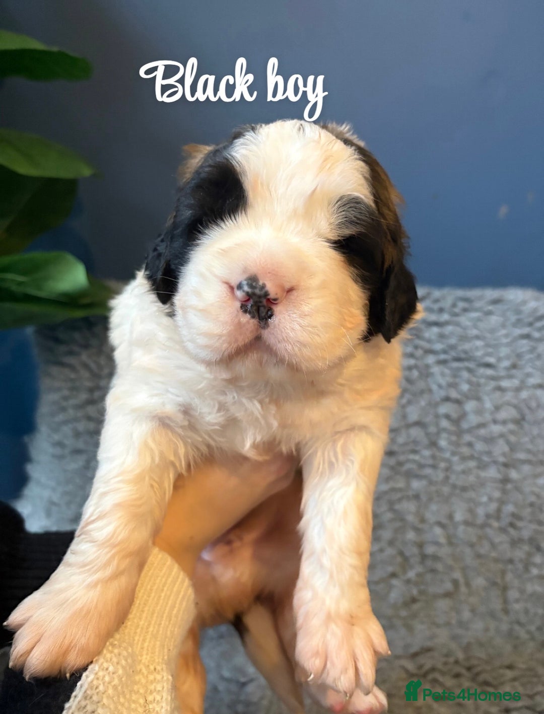 Saint Bernard dogs for sale: Litter of Saint Bernard puppies - Advert 13