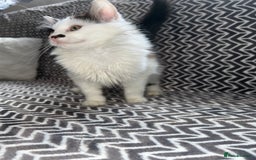 Mixed Breed cats for sale: Chocolate black and white kitten  - Image 5