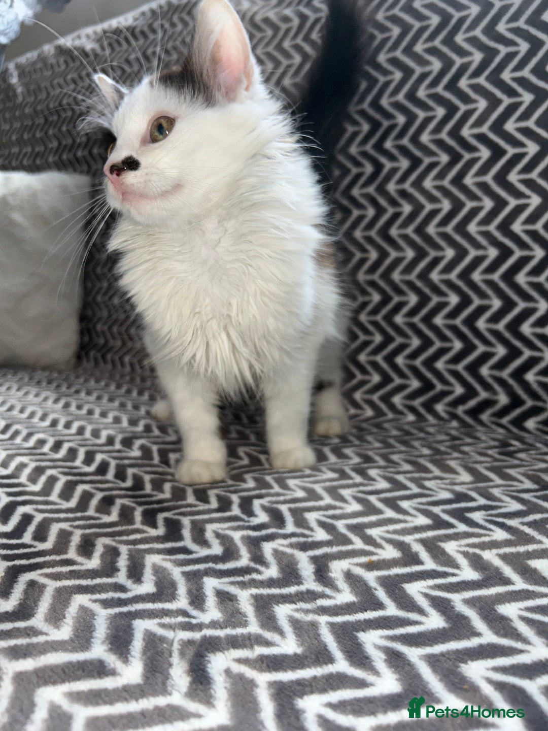 Mixed Breed cats for sale: Chocolate black and white kitten  - Image 5