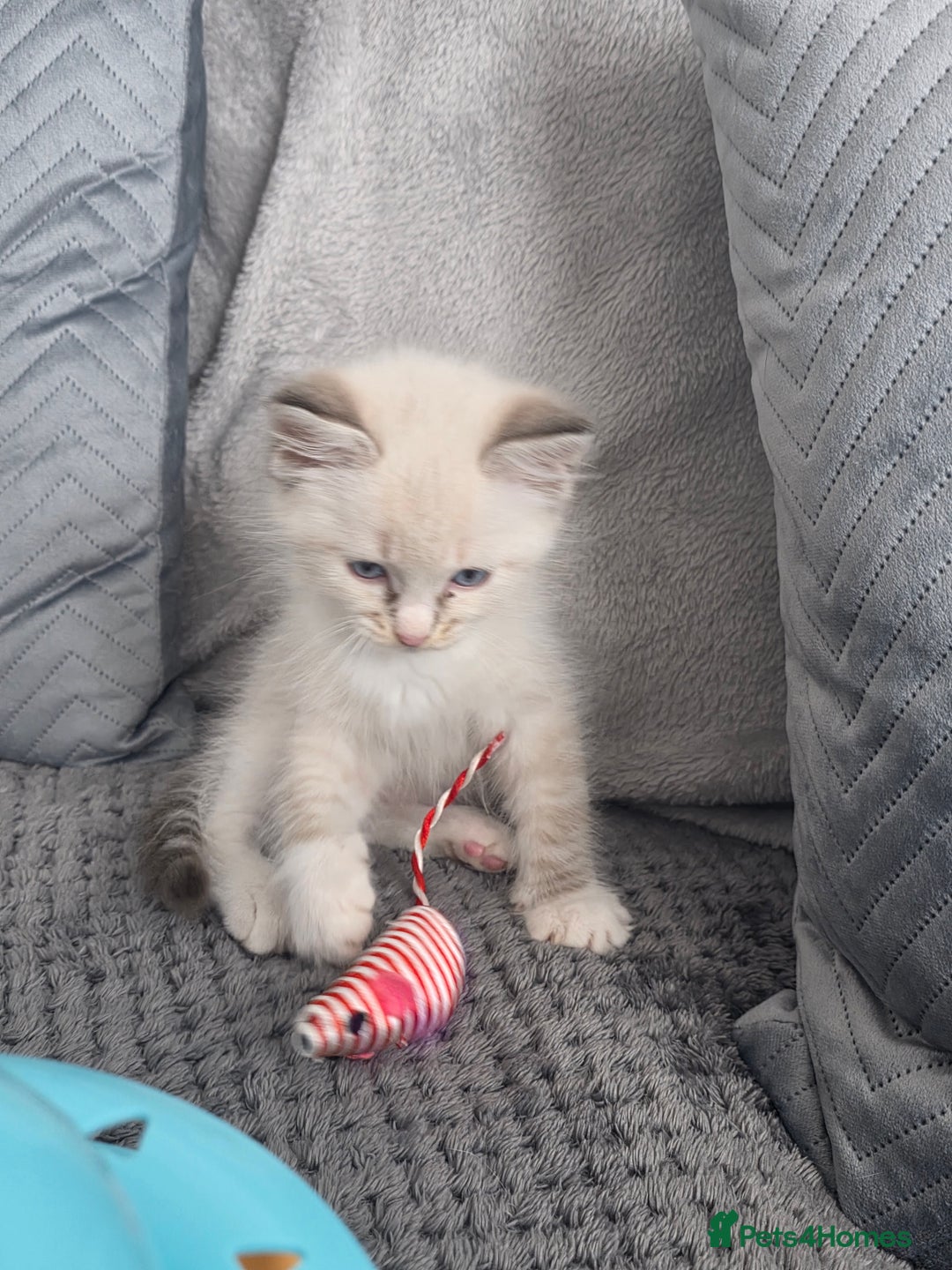 Ragdoll cats for sale: 💙Odin pure ragdoll kitten 💙 - Image 6