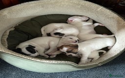 Parson Russell dogs for sale: KC Reg Parson Russell Terrier Pups - Image 8