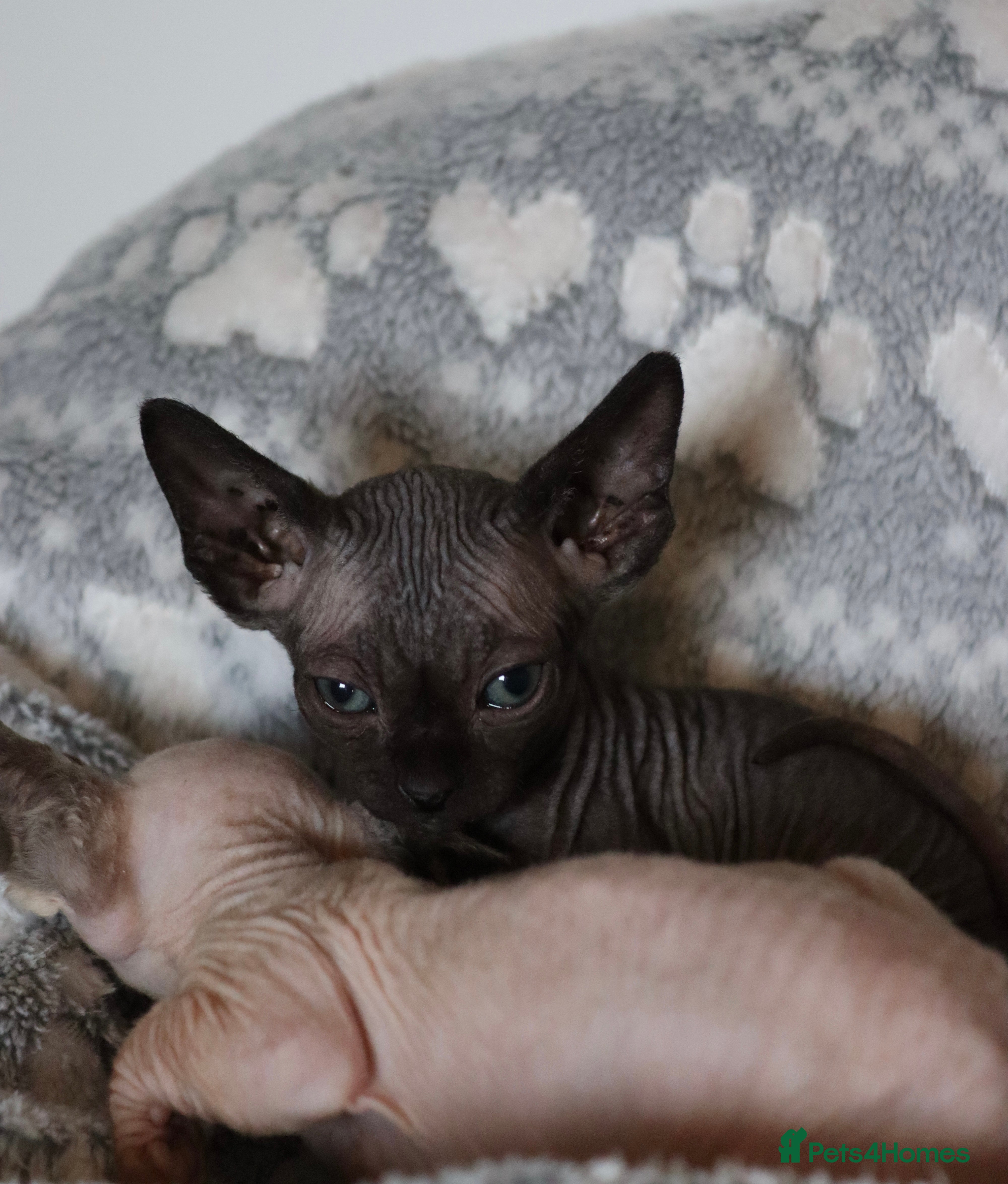 Sphynx cats Sphynx - Advert 1