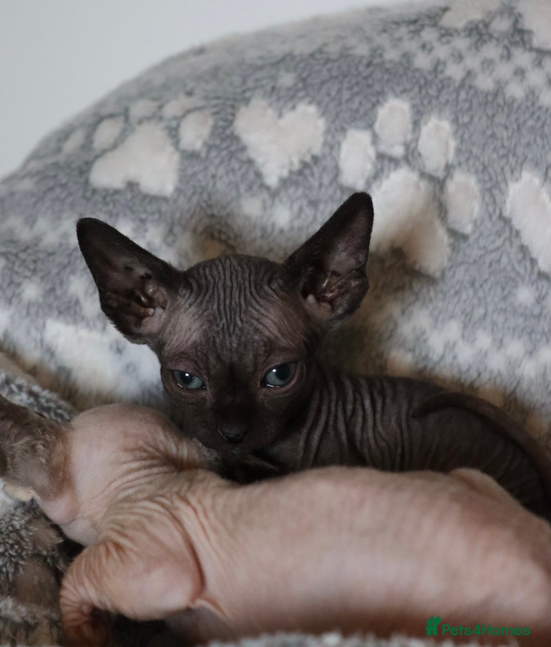 Sphynx cats for sale: Sphynx - Advert 1