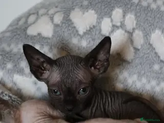 Sphynx cats Only one female left - Advert 5
