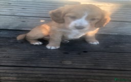 Mixed Breed dogs for sale: 5 adorable puppies - Image 6