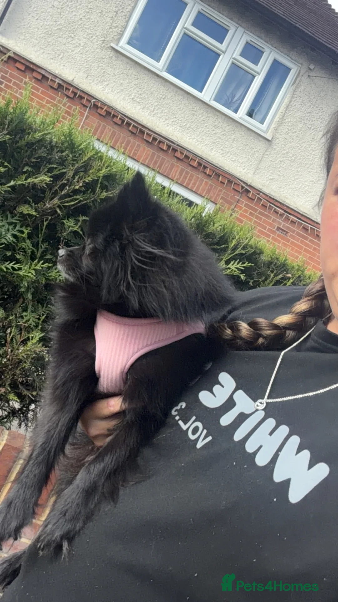 Pomeranian dogs for sale: Miniature Pomeranian  in Guildford - Advert 2