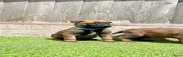 Belgian Shepherd Dog dogs for sale: KC Belgian Malinois Puppys for sale - Advert 10