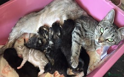 Domestic Shorthair cats for sale: kittens - Image 5