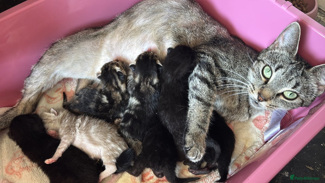 Domestic Shorthair cats for sale: kittens - Image 5