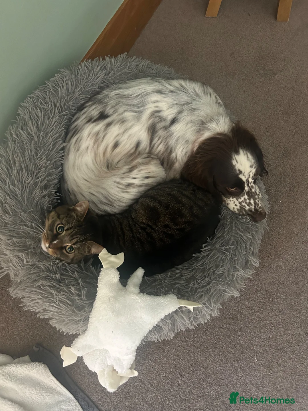 Sprocker dogs for sale: 2.5 year old female sprocker spaniel - Advert 2