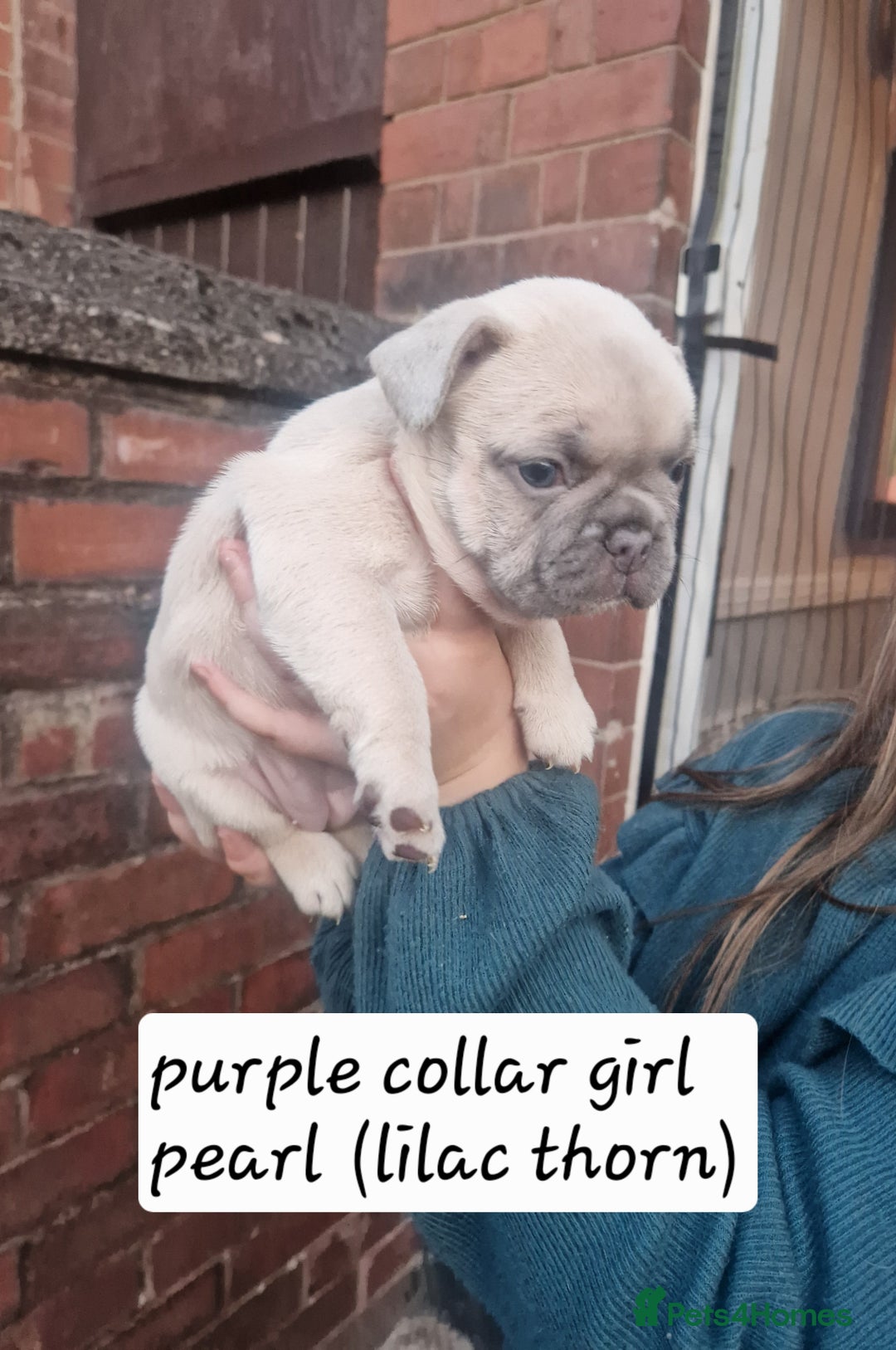 French Bulldog dogs for sale: 6 beautiful frenchies  - Image 3