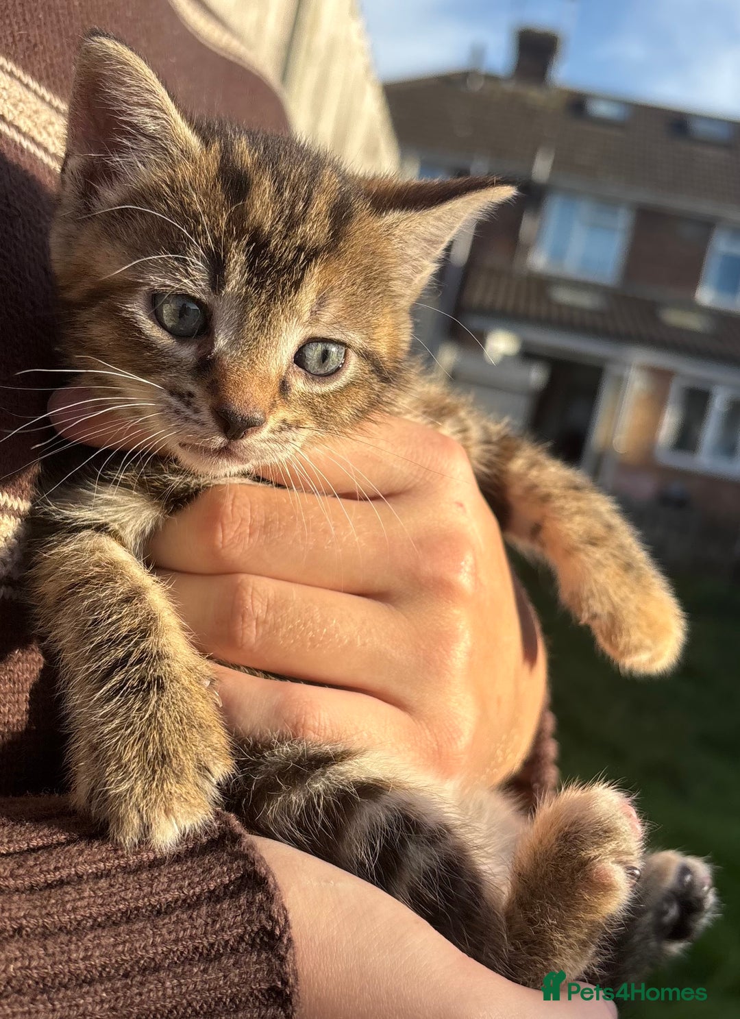 Mixed Breed cats for sale: 5 Gorgeous kittens available now - Image 7