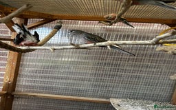 Parakeets birds for sale: Bourkes for sale  - Image 2