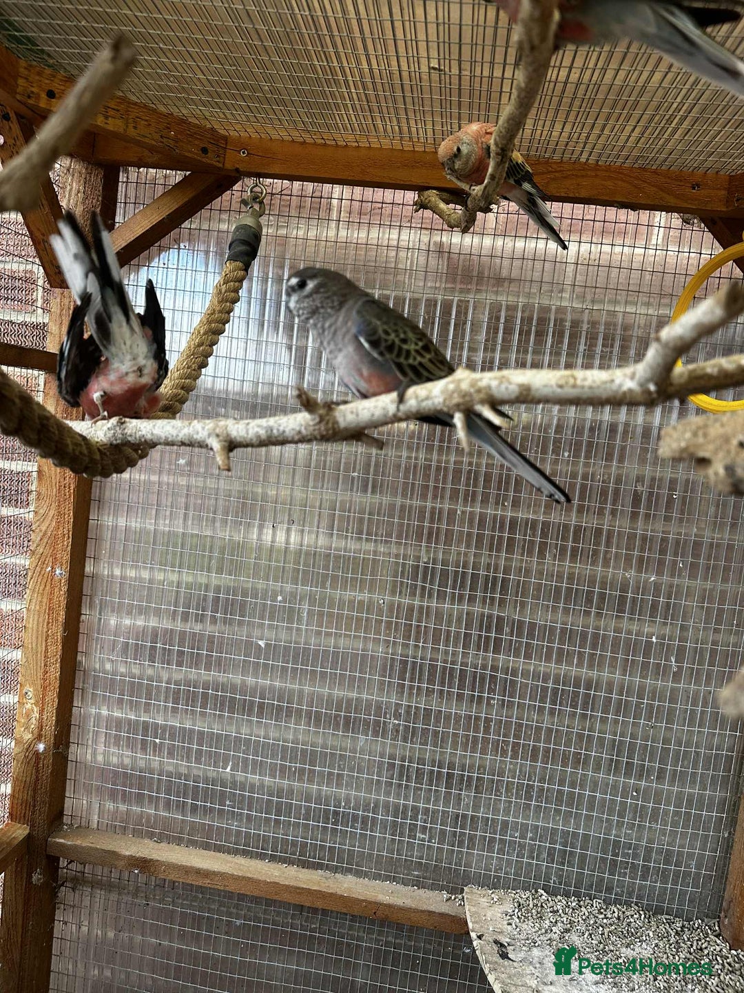 Parakeets birds for sale: Bourkes for sale  - Image 2