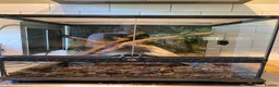 Gecko reptiles for sale: Exo Terra terrarium set up with 4 Mourning Geckos  - Advert 1