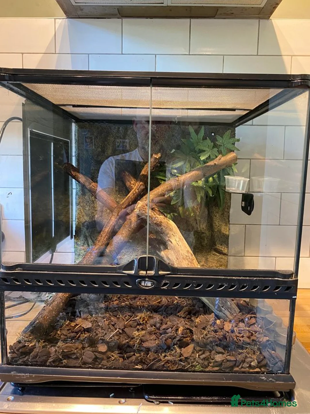 Gecko reptiles for sale: Exo Terra terrarium set up with 4 Mourning Geckos  - Advert 1